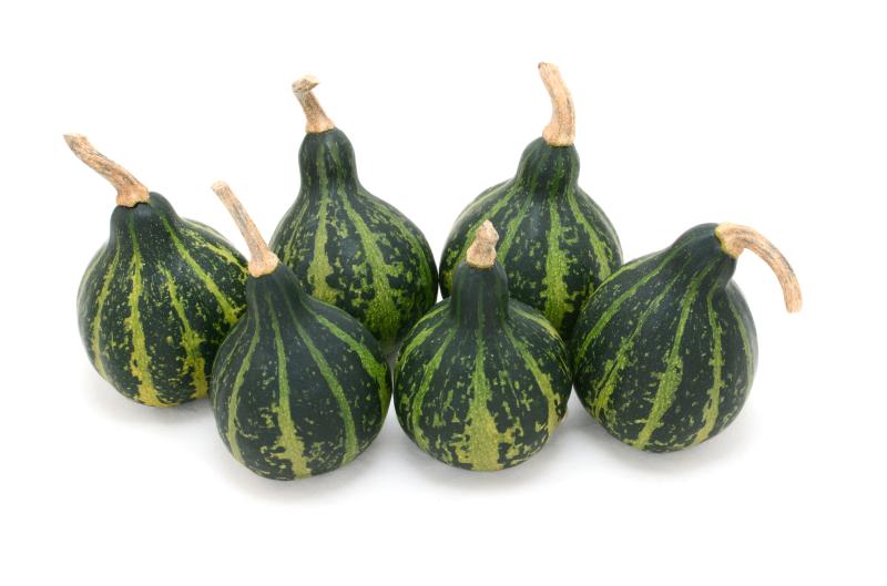 The Tennessee dancing gourd can be spun on its base like a child’s toy top. SARAH DOOW PHOTO/ADOBE STOCK